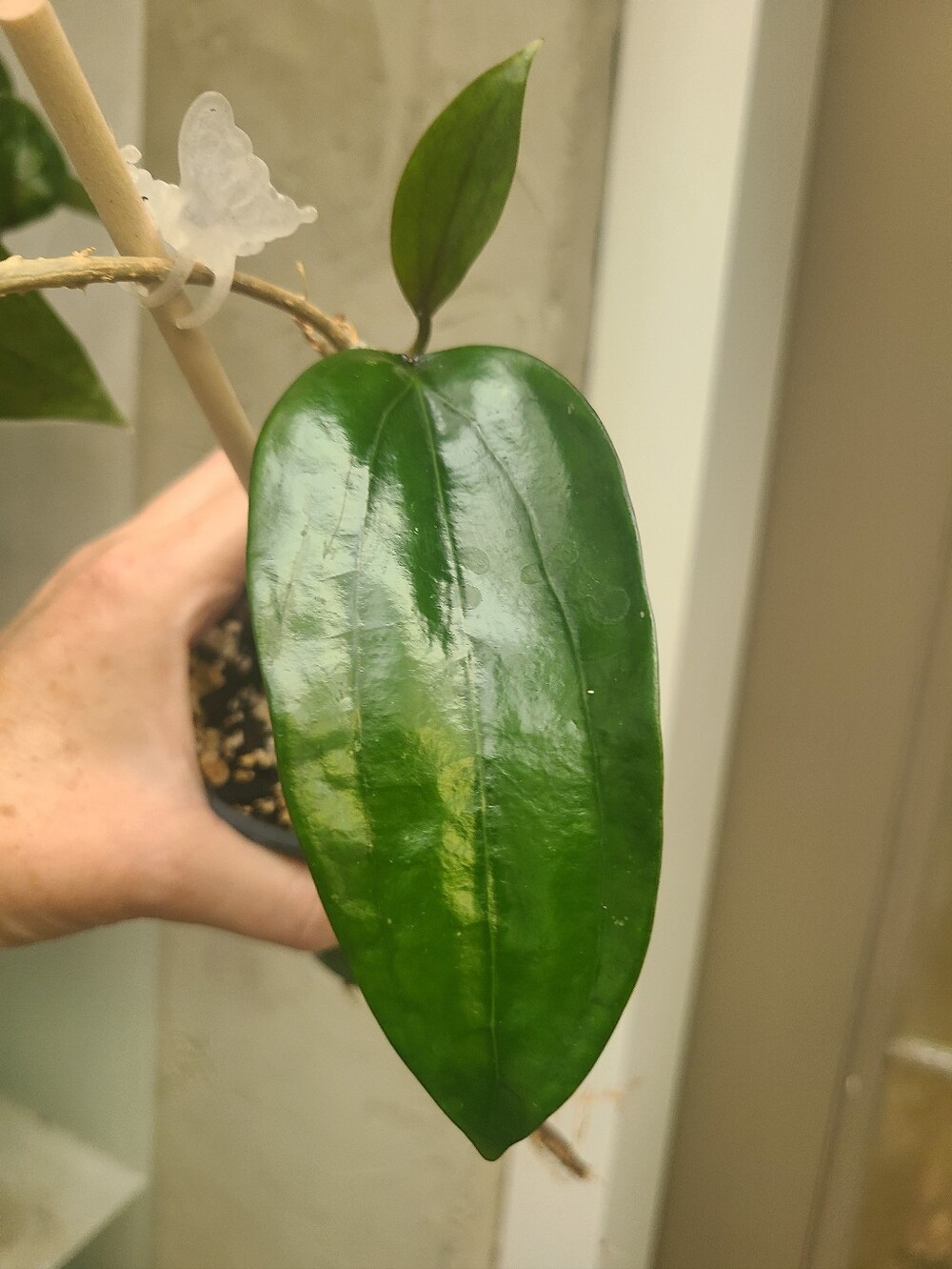 Hoya Rigida - Picture 2 of 7